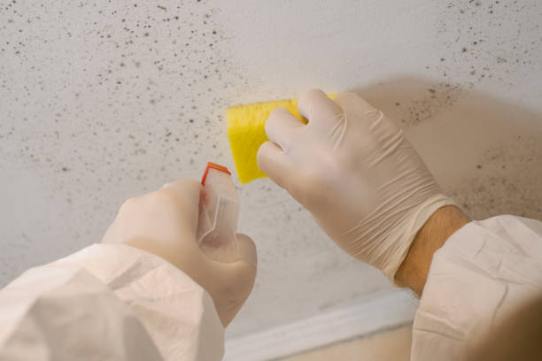 Best Mold Odor Removal Services  in Averill Park, NY