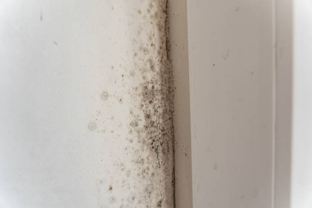 Best Mold Damage Restoration  in Averill Park, NY